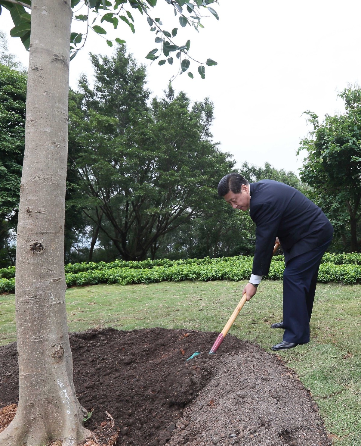 2012年12月8日，習近平在深圳蓮花山公園種下一棵高山榕樹(shù)。