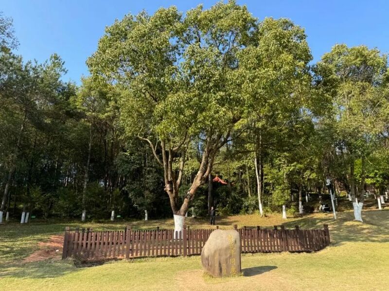習近平同志為福建省長(cháng)汀縣水土保持科教園捐種的香樟樹(shù)。圖源：學(xué)習時(shí)報