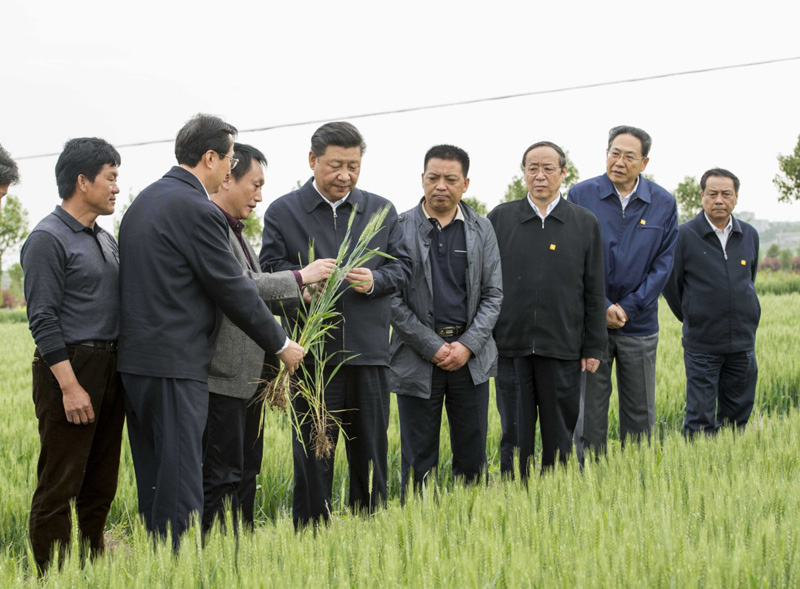 2016年4月25日下午，習近平在安徽滁州市鳳陽(yáng)縣小崗村察看小麥長(cháng)勢。左一為種糧大戶(hù)程夕兵。新華社記者 李學(xué)仁 攝